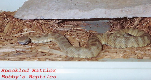 My Male Speckled Rattler 3 copy.jpg [97 Kb]